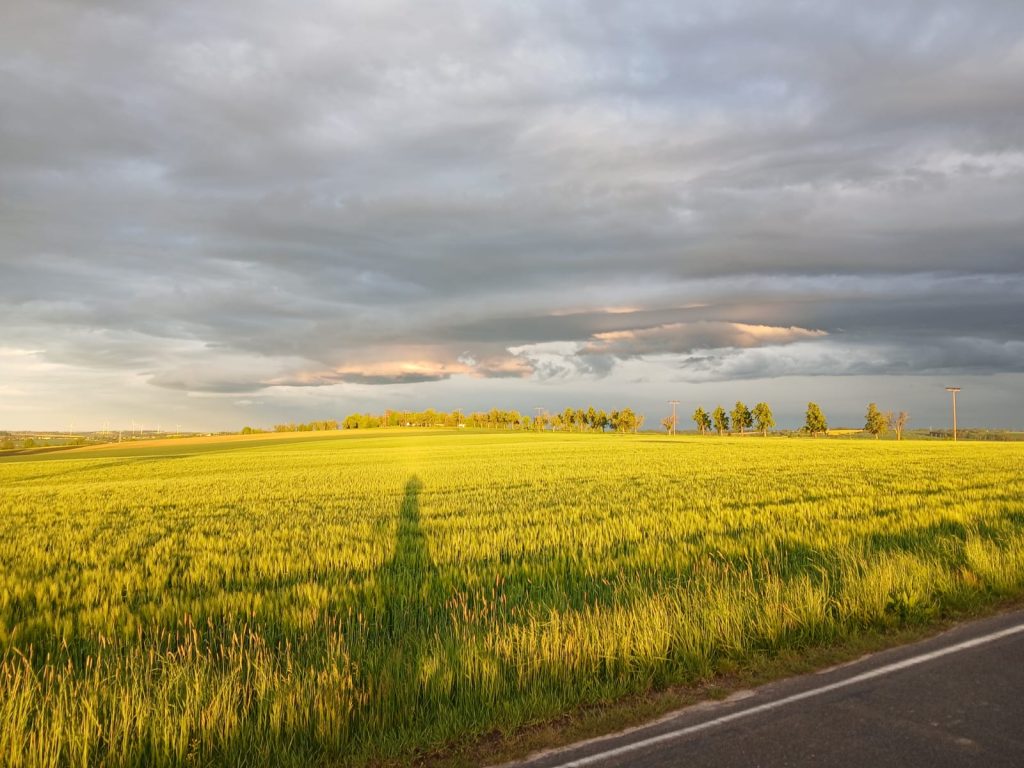Getreidefeld in der Abendsonne
